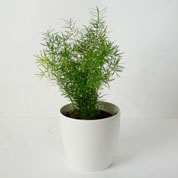 Asparagus Fern Sprengeri + White Cachepot